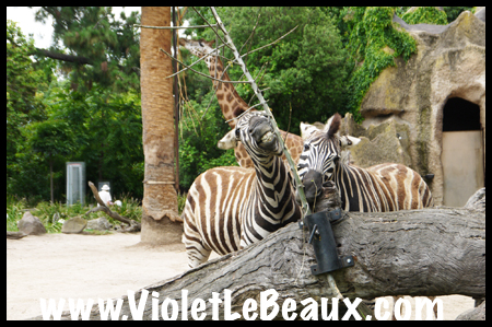 VioletLeBeaux-Melbourne-Zoo-1030243_1356 copy
